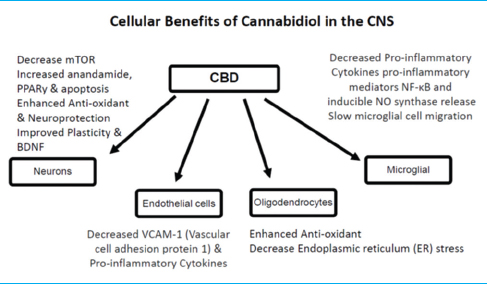 Anandamide: What Are the Benefits of This Cannabinoid?